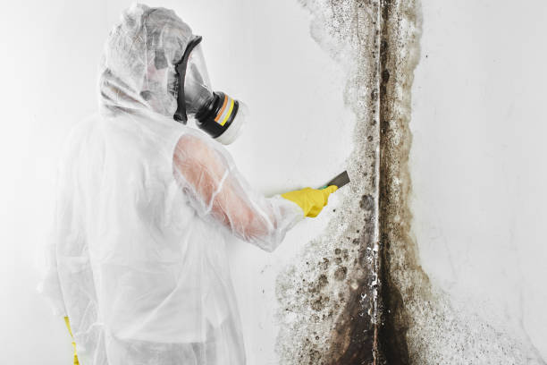 Best Local Mold Removal Service  in Park Center, CO