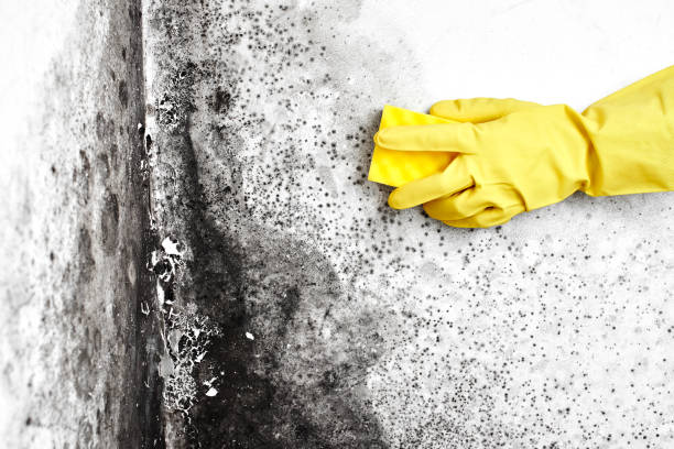 Best Residential Mold Removal  in Park Center, CO