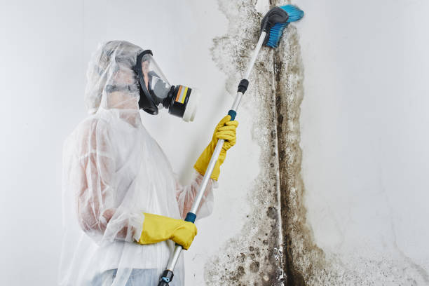 Best Fast Mold Removal  in Park Center, CO