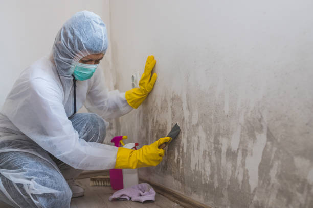 Best Mold Cleaning Services  in Park Center, CO