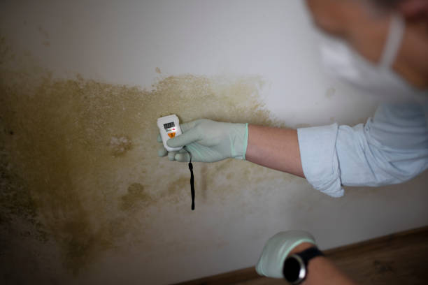 Best Professional Mold Removal  in Park Center, CO