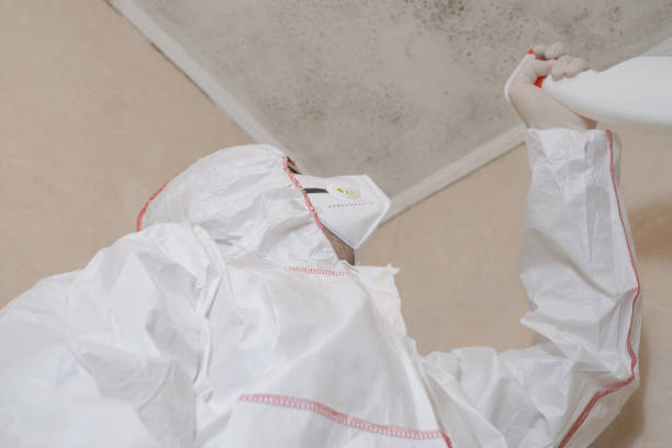 Best Attic Mold Removal  in Park Center, CO