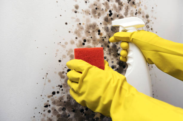 Park Center, CO Mold Removal Company