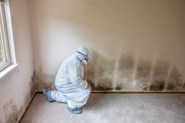 Best Mold Cleaning Services  in Park Center, CO