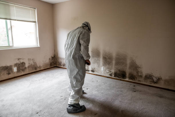 Best Attic Mold Removal  in Park Center, CO