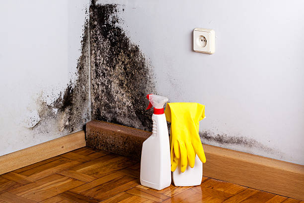 Best Mold Removal Near Me  in Park Center, CO