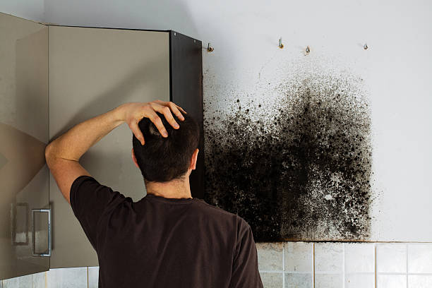 Best Commercial Mold Removal  in Park Center, CO